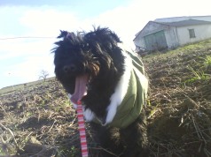 Fotos de perros